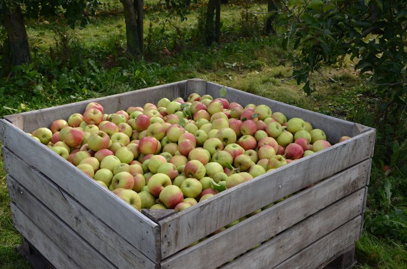 Cueillette de pommes des 2CS